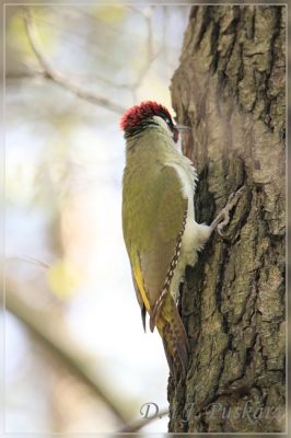 Kliknij aby zobaczyć pełny rozmiar