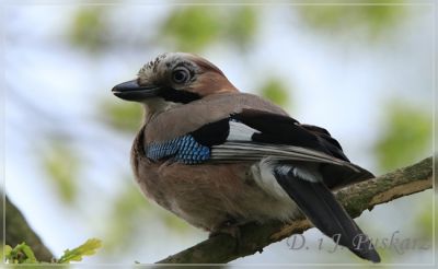 Kliknij aby zobaczyć pełny rozmiar